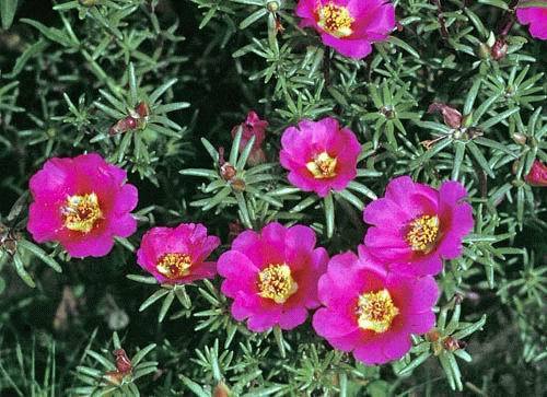 Floarea-de-piatraPortulaca-Grandiflora - FLORI DE PIATRA