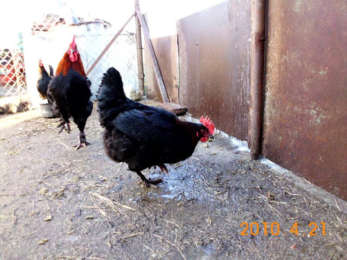 Gaina - Marans negru-aramiu