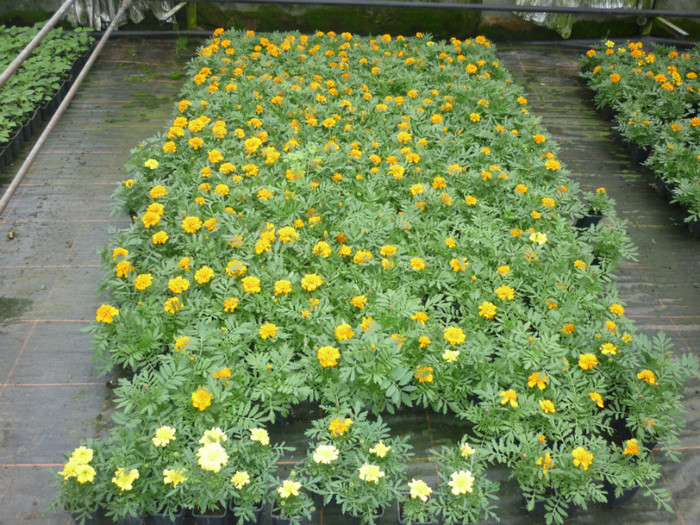 tagetes