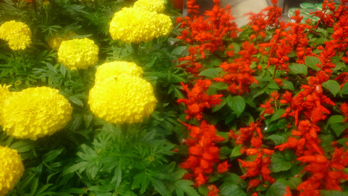 P1030382 - Tagetes-craite-ferfeni