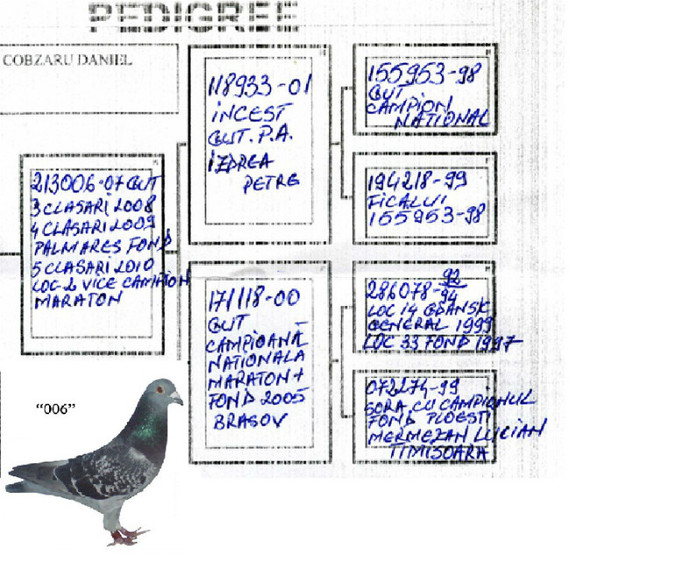 Pedigree 006 Cobzaru - Originile porumbeilor mei