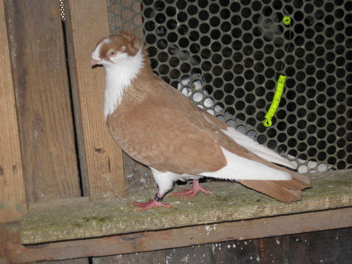 Picture 432 - MOTATI PE GALBEN