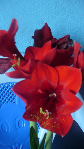 P1020663 - AAAAAAAA  amaryllis de vanzare-decembrie2011
