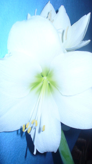 P1020684 - AAAAAAAA  amaryllis de vanzare-decembrie2011