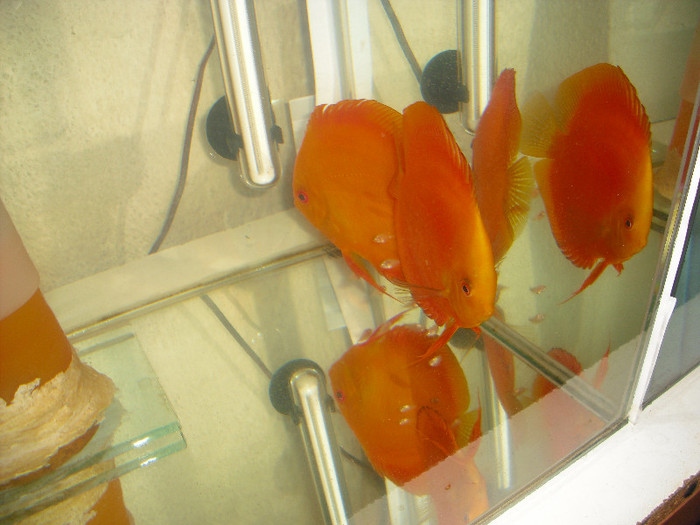 Pereche red melon cu pui - My Discus fish