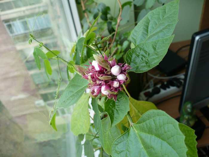 18 ian 2012 - Clerodendron 2012