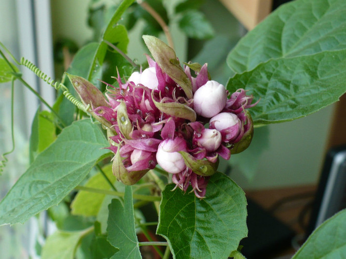 P1360837 - Clerodendron 2012