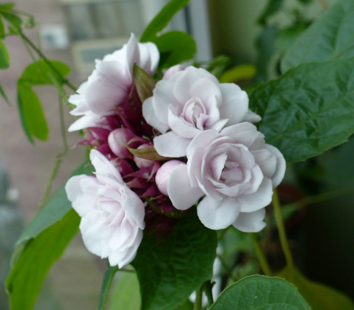 P1360869 - Clerodendron 2012