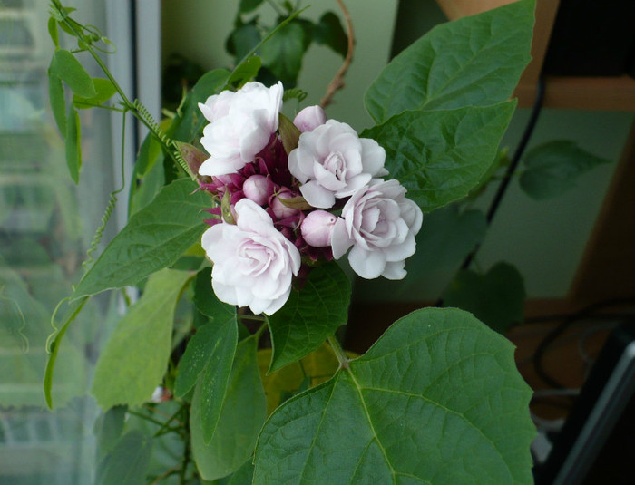 P1360873 - Clerodendron 2012