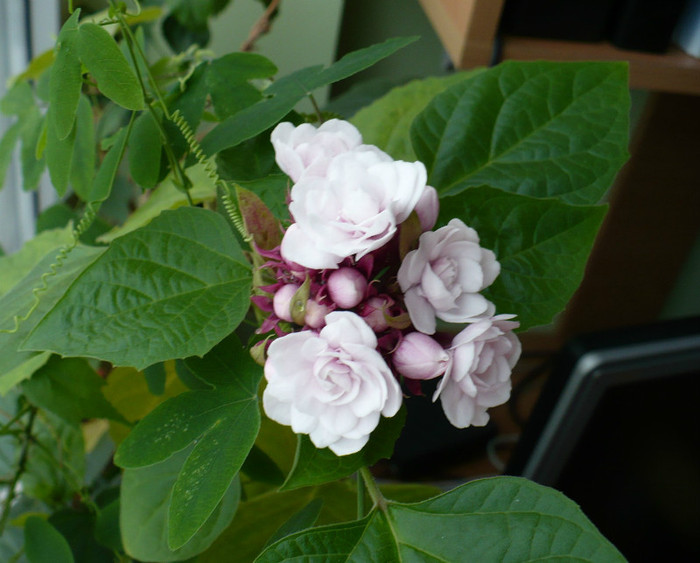 P1360877 - Clerodendron 2012