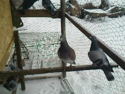 pereche M2011 F 2009