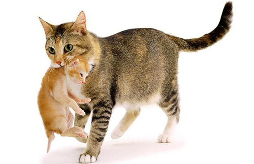 mother-1250043i - poze pisici foarte frumoase