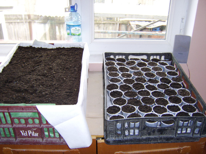 STA71612; data plantare : 06-07 ian 2012

in pahare le-am pus individual 60 buc.

in lada aprox 500 seminte .
