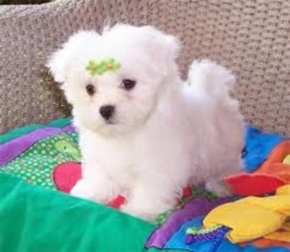 bichon - cumpar catei