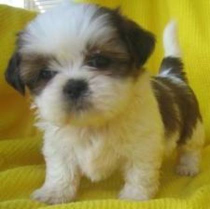 shih tzu