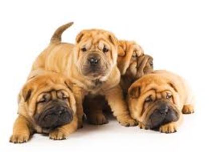 shar-pei - cumpar catei