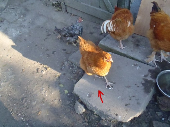 12; Cu o dorinta deosebita de a trai si un apetit pe masura fratilor ei s-a recuperat
