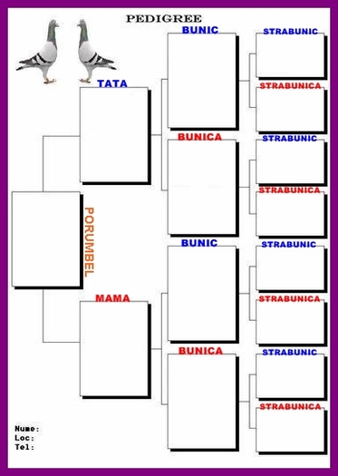 61117790_WUZQEVM3 - MODELE TIP PEDIGREE