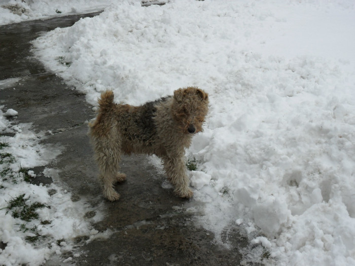 (m)Pitty - Iarna 2012  Fox Terrier