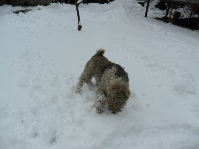 SAM_3854 - Iarna 2012  Fox Terrier