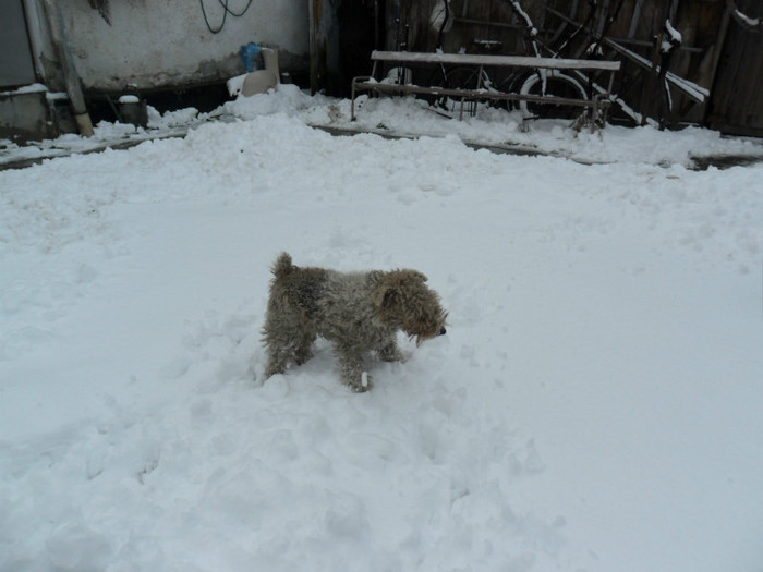 SAM_3859 - Iarna 2012  Fox Terrier