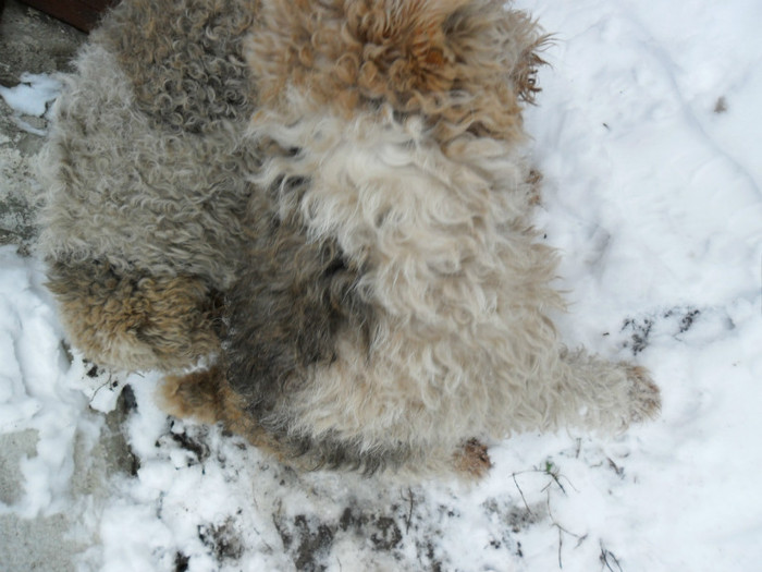 SAM_3861 - Iarna 2012  Fox Terrier