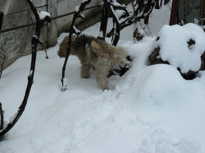 SAM_3866 - Iarna 2012  Fox Terrier