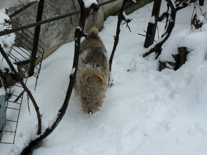 SAM_3867 - Iarna 2012  Fox Terrier