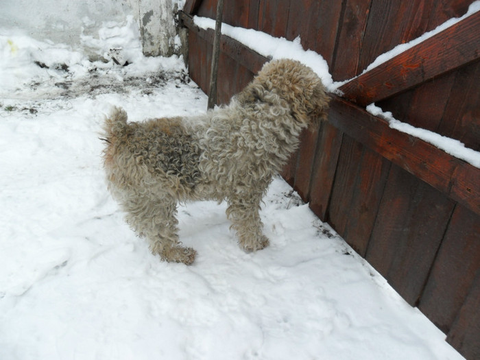 SAM_3868 - Iarna 2012  Fox Terrier