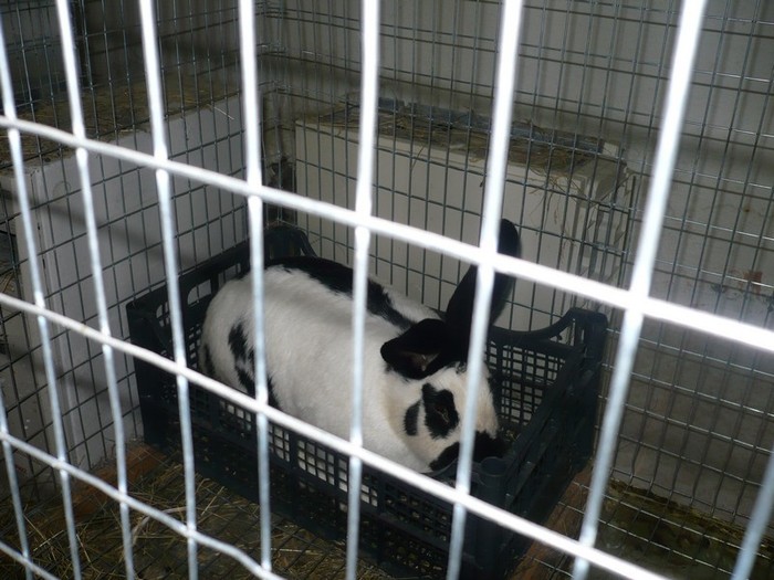 Femela FLUTURE GERMAN