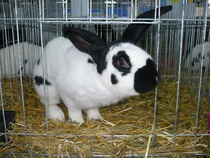 Mascul FLUTURE GERMAN