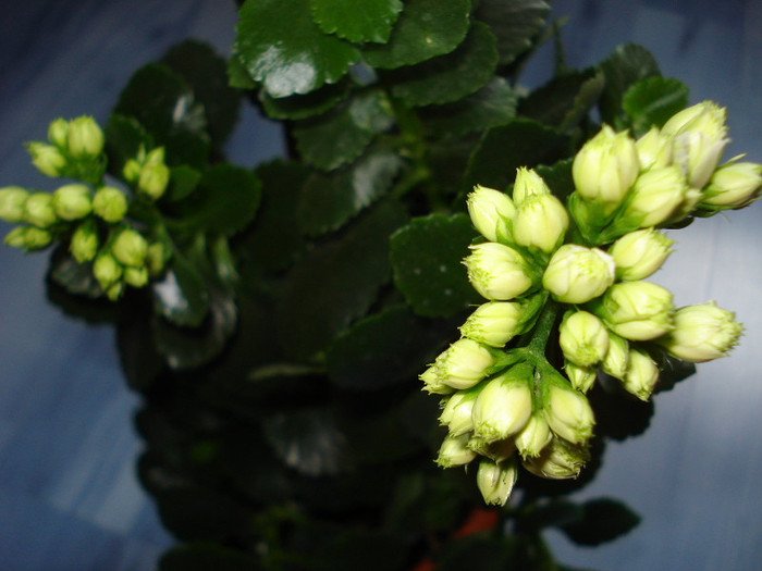 Picture 079 - kalanchoe 2011-2012