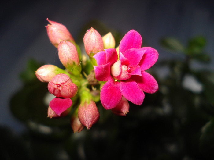 Picture 082 - kalanchoe 2011-2012