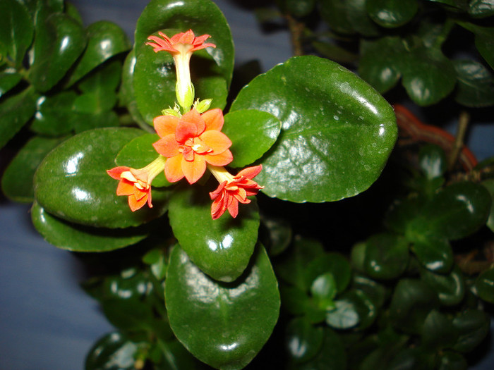 Picture 020 - kalanchoe 2011-2012