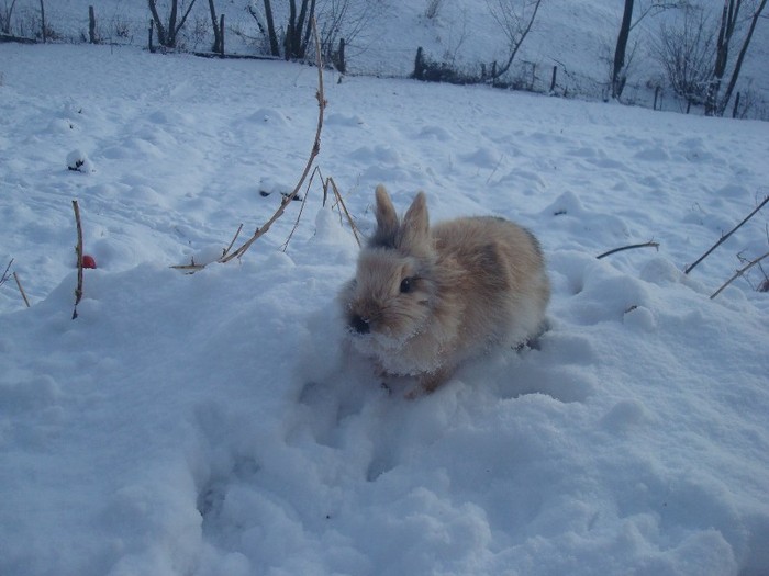 DSC07292 - iepuri pitici cap de leu