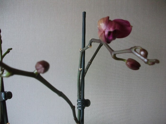 20.01.2012 - orhidee ianuarie 2012