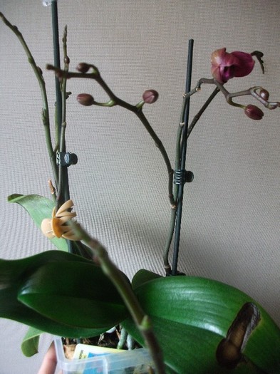 poze 124 - orhidee ianuarie 2012