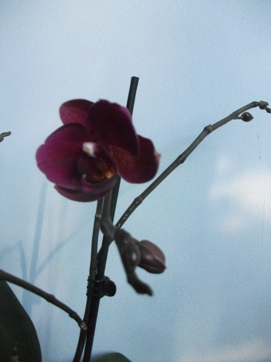 poze 129 - orhidee ianuarie 2012