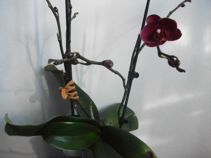 21.01.2012 - orhidee ianuarie 2012