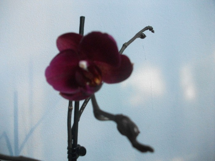 poze 127 - orhidee ianuarie 2012