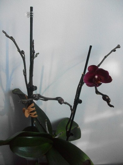 poze 128 - orhidee ianuarie 2012