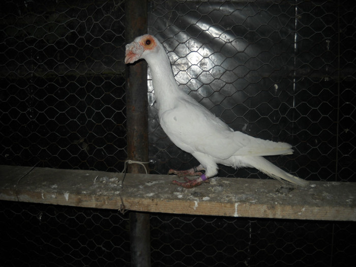 DSCN1878; mascul 2010
