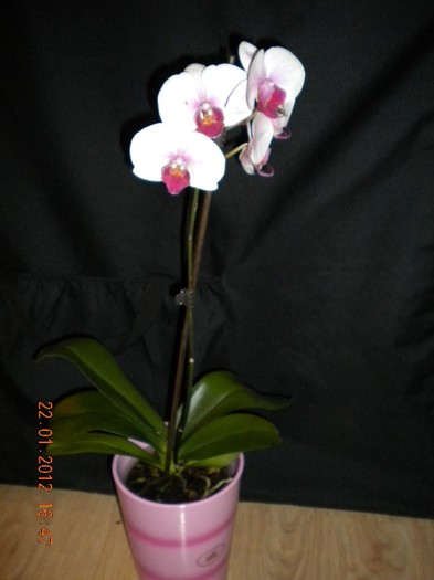 ultima achizitie - orhidee 2012