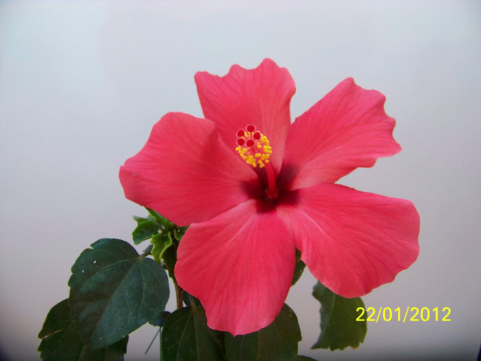 265_4373 - 0 Hibiscusi 2012