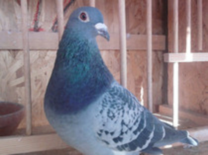 Erik Limbourg&v/d Velden+Nouwen Paesen