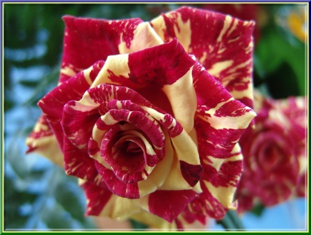trandafir - TRANDAFIRI