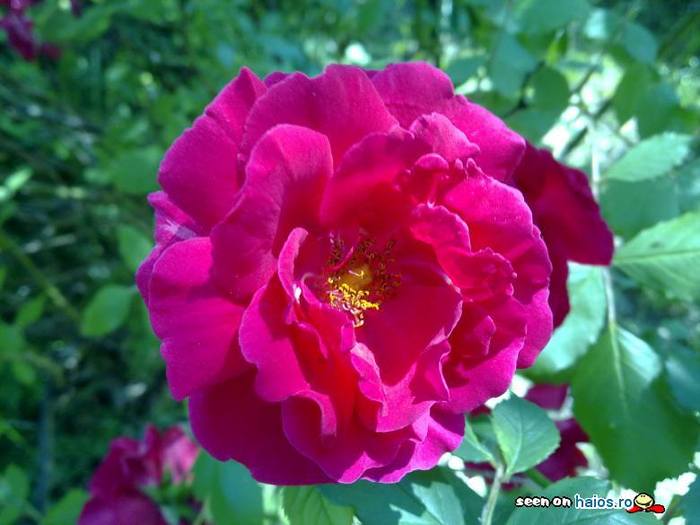 floare_maces_trandafir_muscat_salbatic - TRANDAFIRI