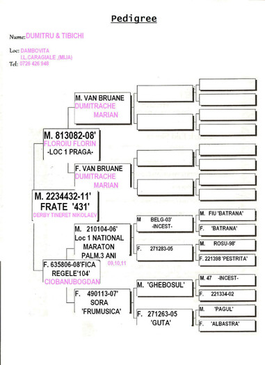 FRATI 431-432 - PEDIGREE