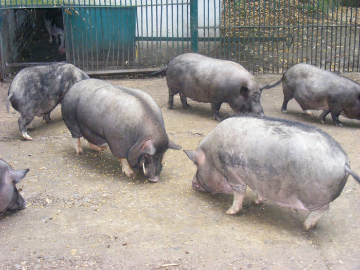 gradina cu porci vietnamezi