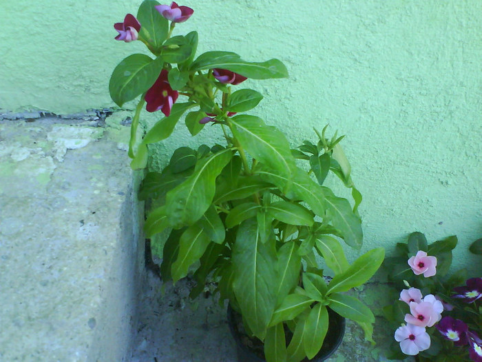 DSC03260 - vinca